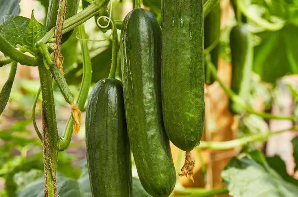 merlin hybrid cucumber variety