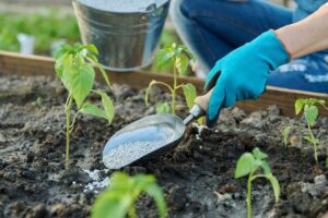 best fertilizer for pepper plants