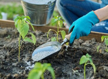 best fertilizer for pepper plants