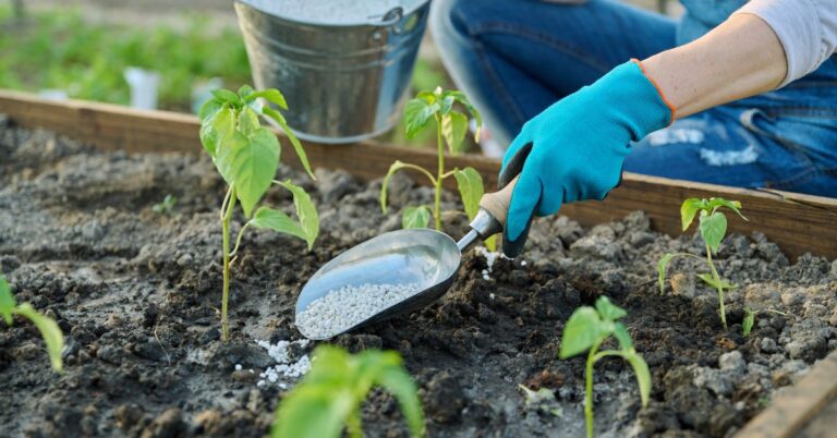 best fertilizer for pepper plants