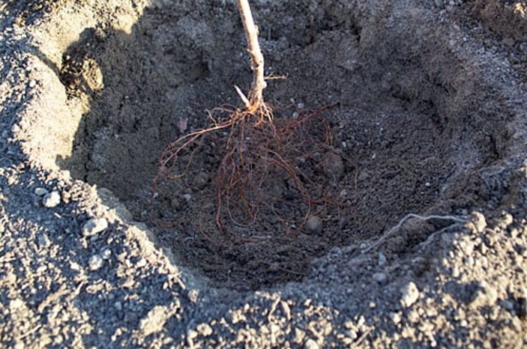 planting bare root raspberries