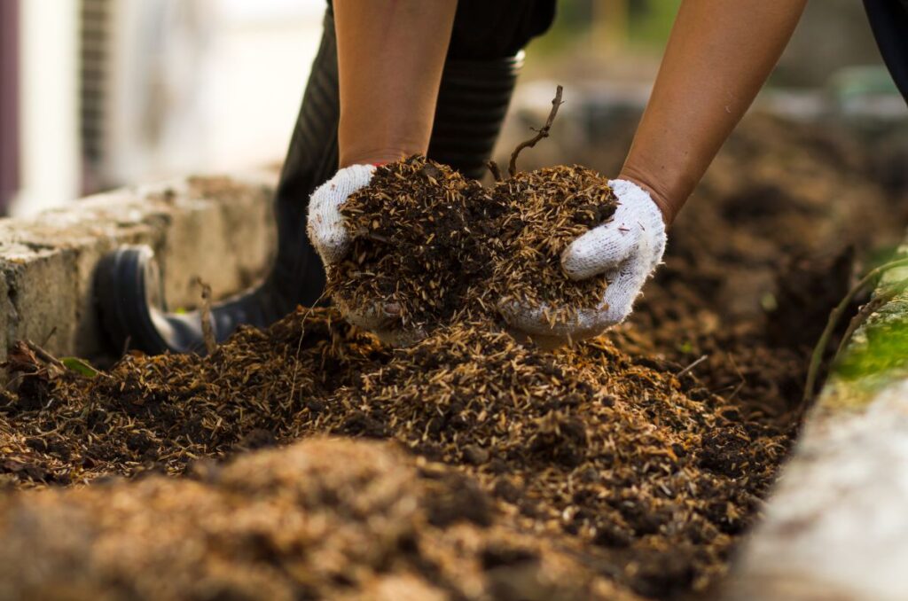 preparing soil for growing cucumbers