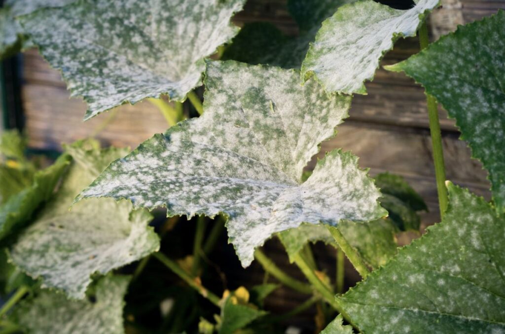 powdery mildew on cucumber plants