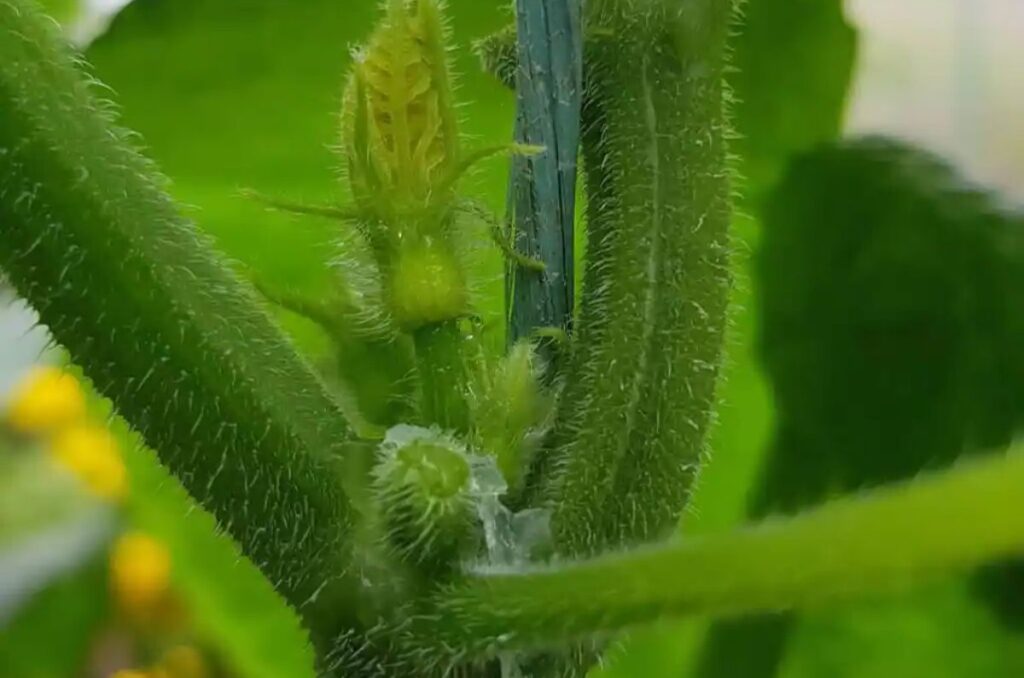 leaf node junction on cucumber plants