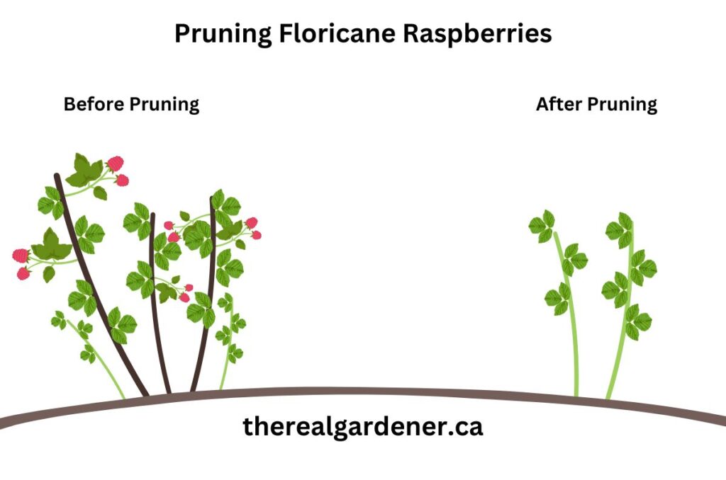 pruning floricane raspberries