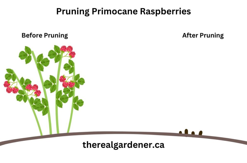 pruning primocane raspberries