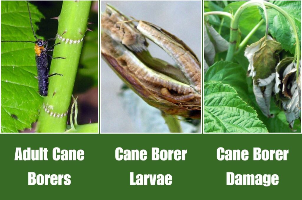 adult raspberry cane borers, raspberry cane borer larvae, cane borer damage