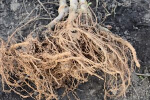 planting bare root raspberries