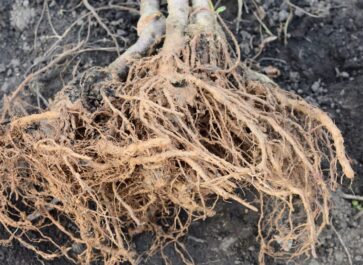 planting bare root raspberries