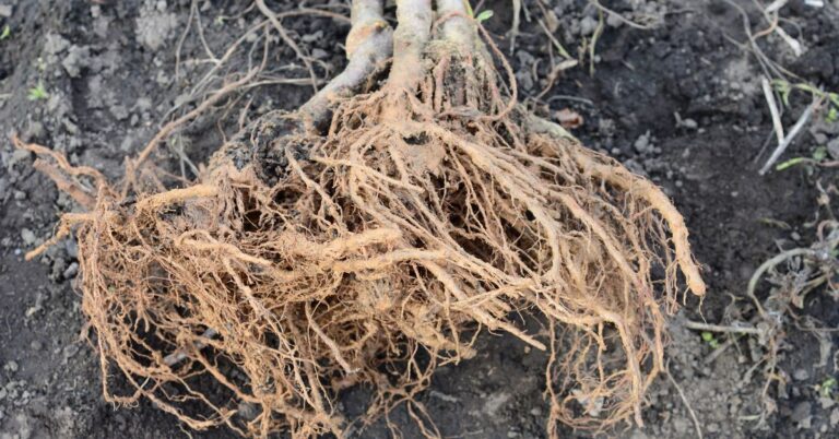 planting bare root raspberries