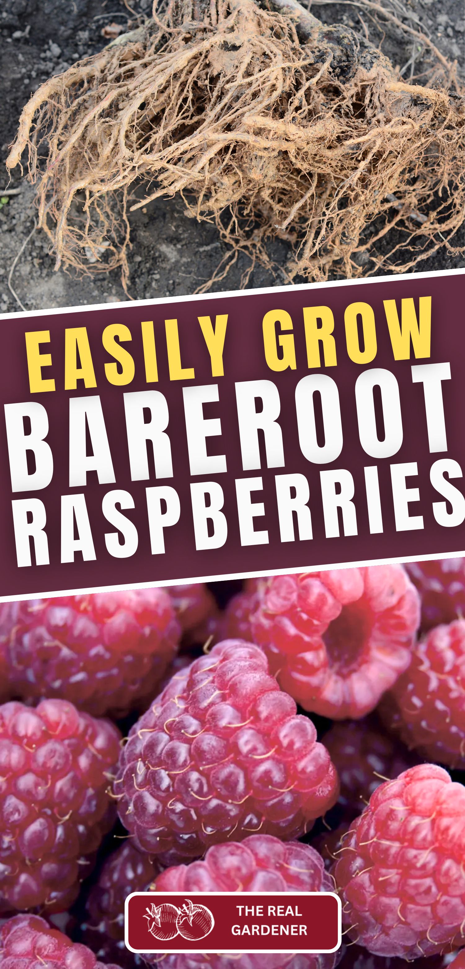 easily grow bare root raspberries