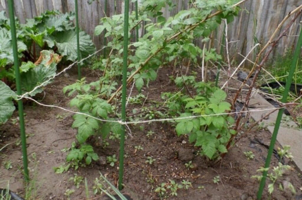 raspberry trellis