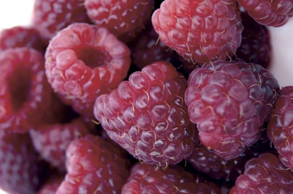 royalty raspberry variety