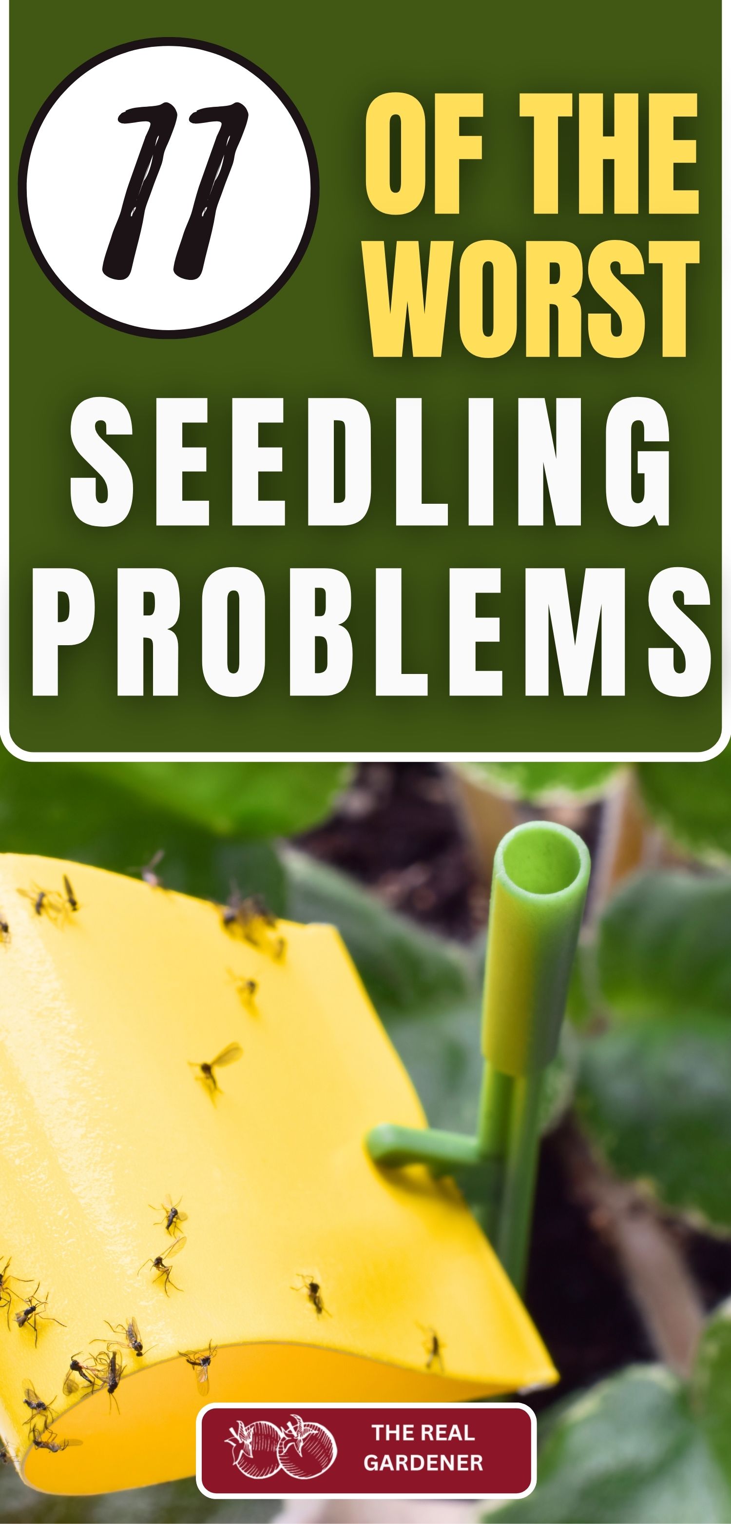 eleven of the worst seedling problems