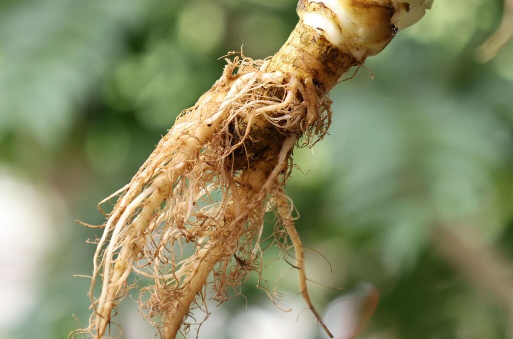 lettuce with shallow roots