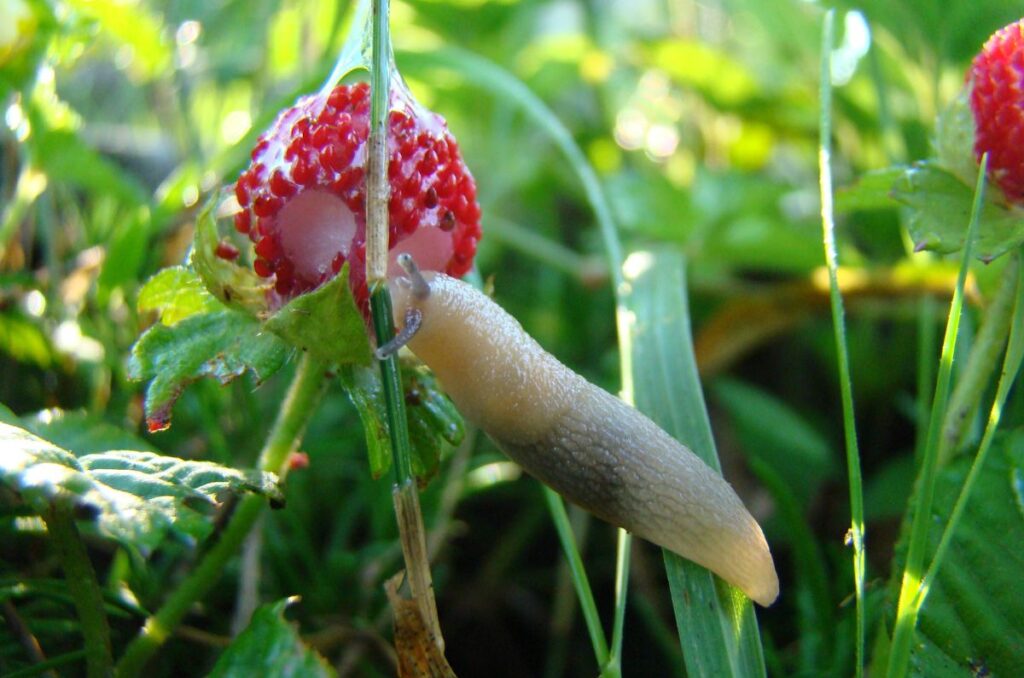 slugs eating ripe strawberry