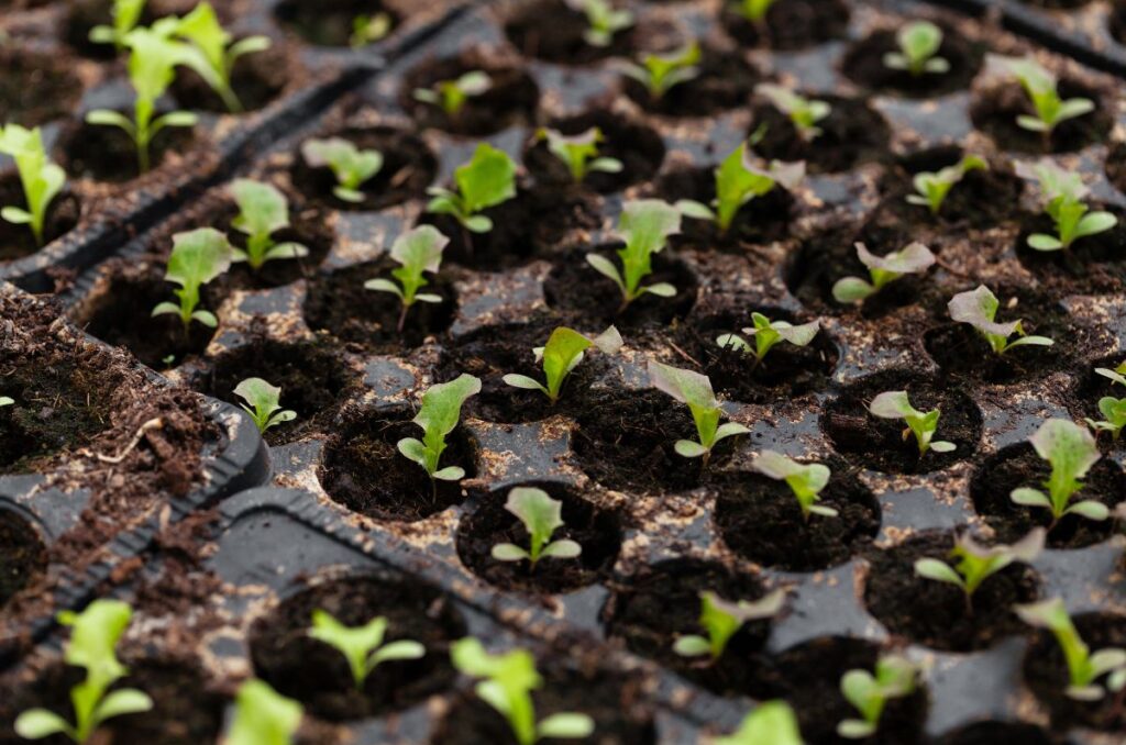 lettuce seedlings started indoors