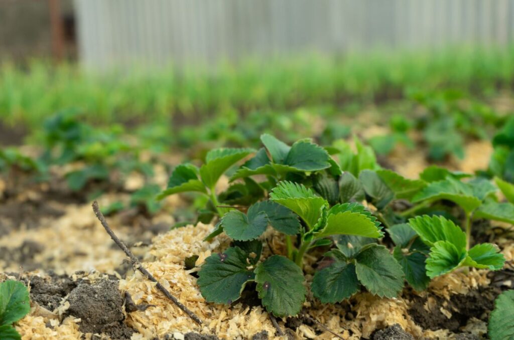 strawberry plants covered with mulch in winter