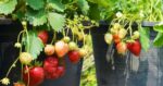 how to grow strawberries from bare root plants