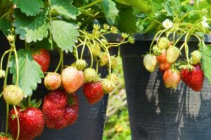 how to grow strawberries from bare root plants