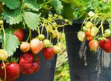 how to grow strawberries from bare root plants