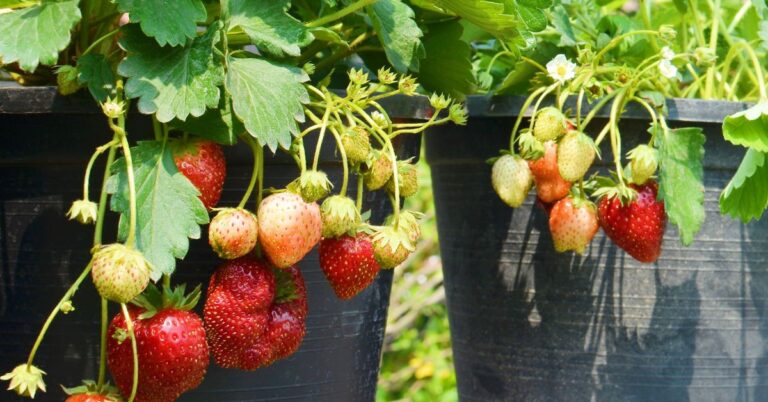 how to grow strawberries from bare root plants