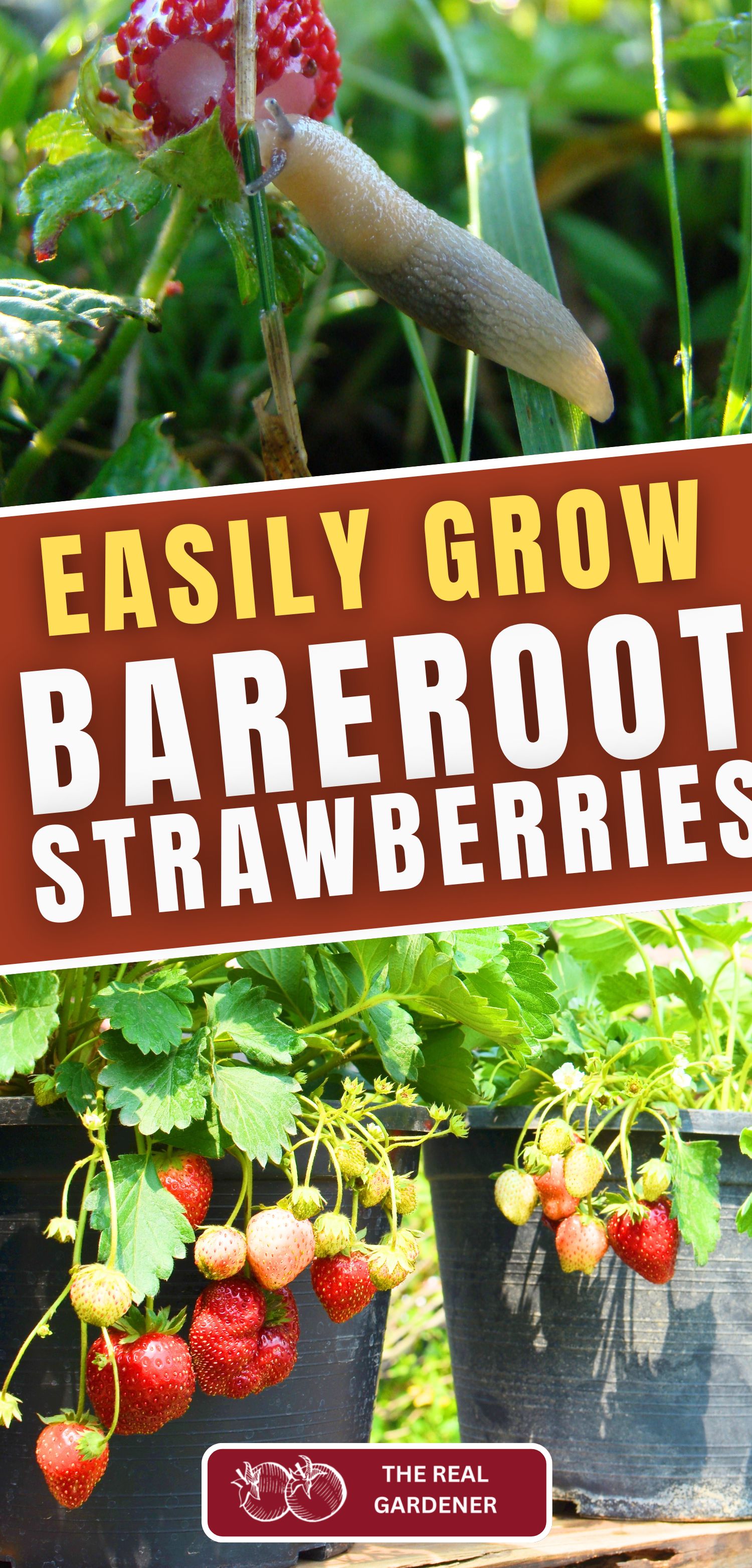 easily grow bare root strawberries