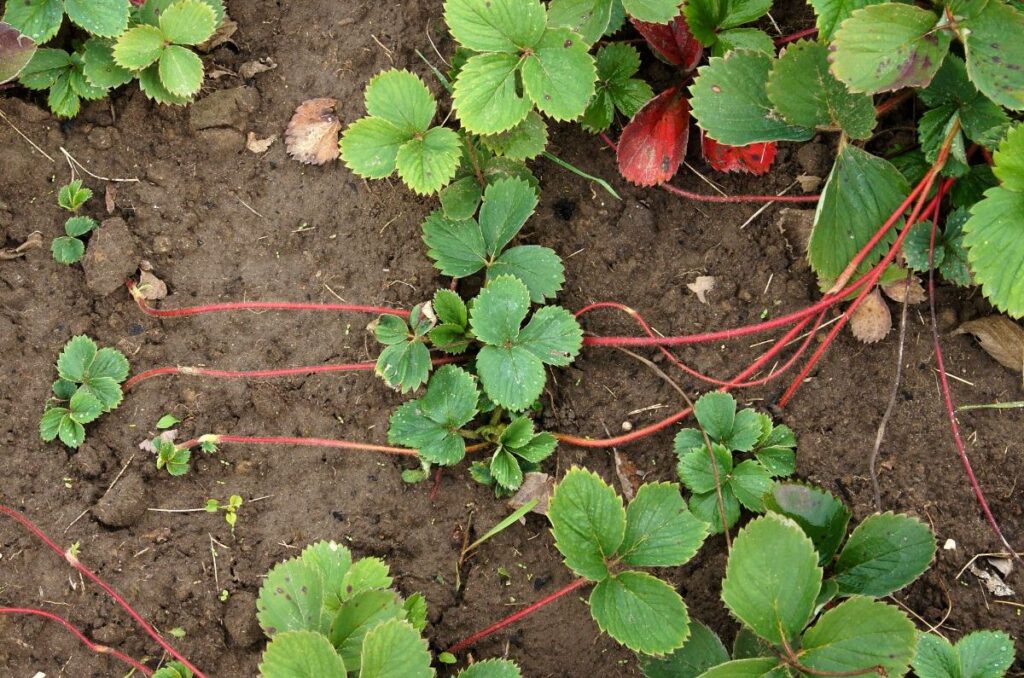 strawberry runners growing on the soil