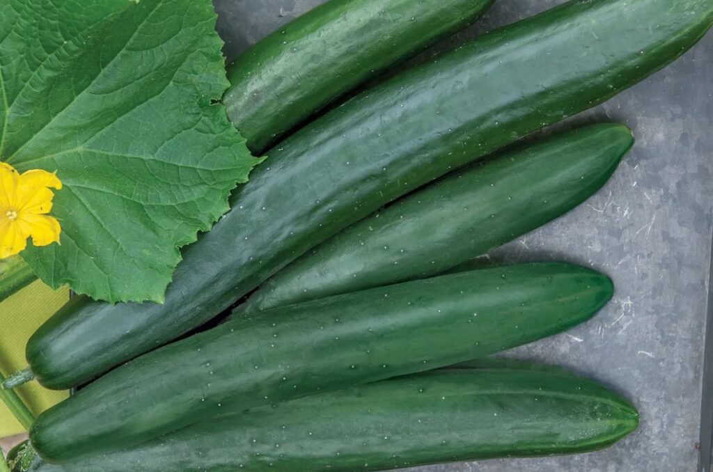 summer dance hybrid cucumber