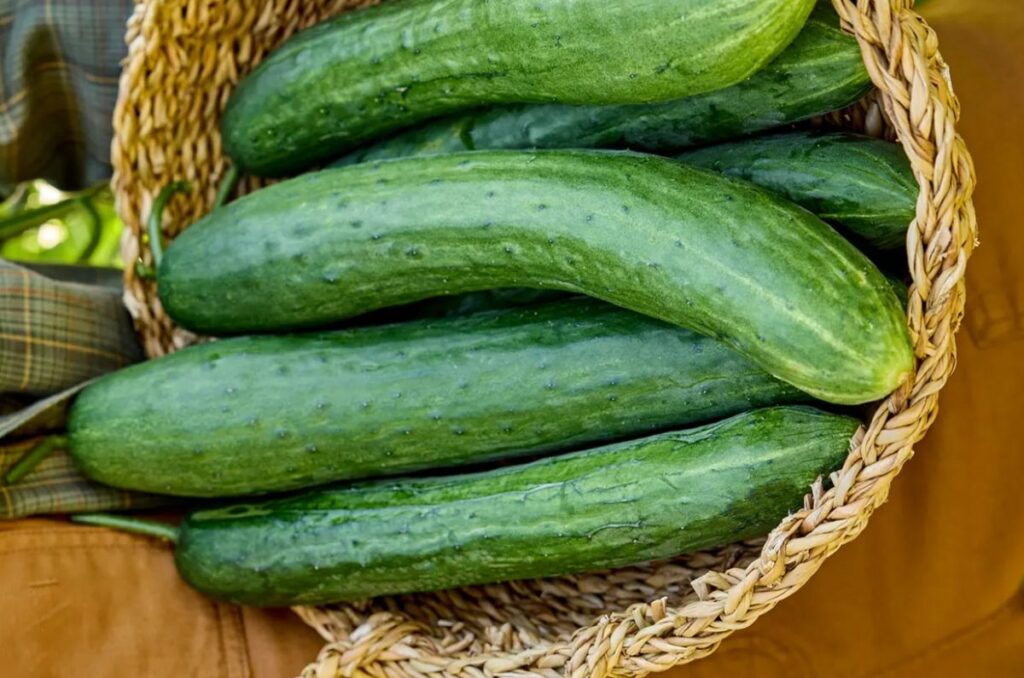 sweet success hybrid cucumber