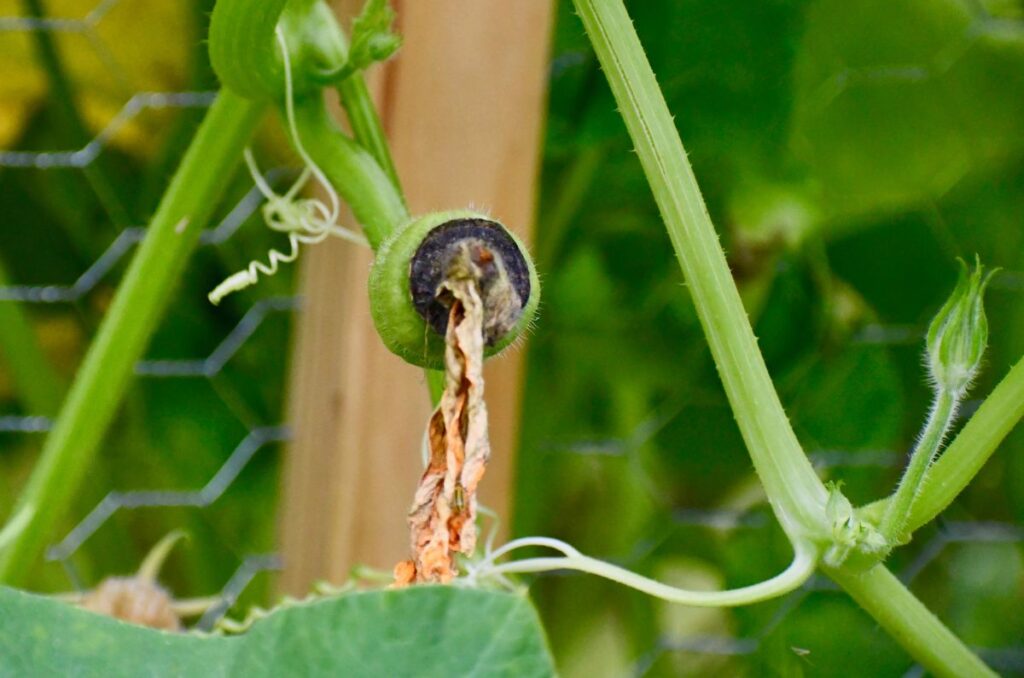 cucumber fruit with blossom end rot