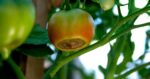 blossom end rot on ripening tomato fruit