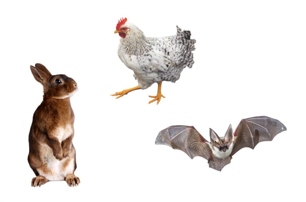 rabbit, chicken, and bat