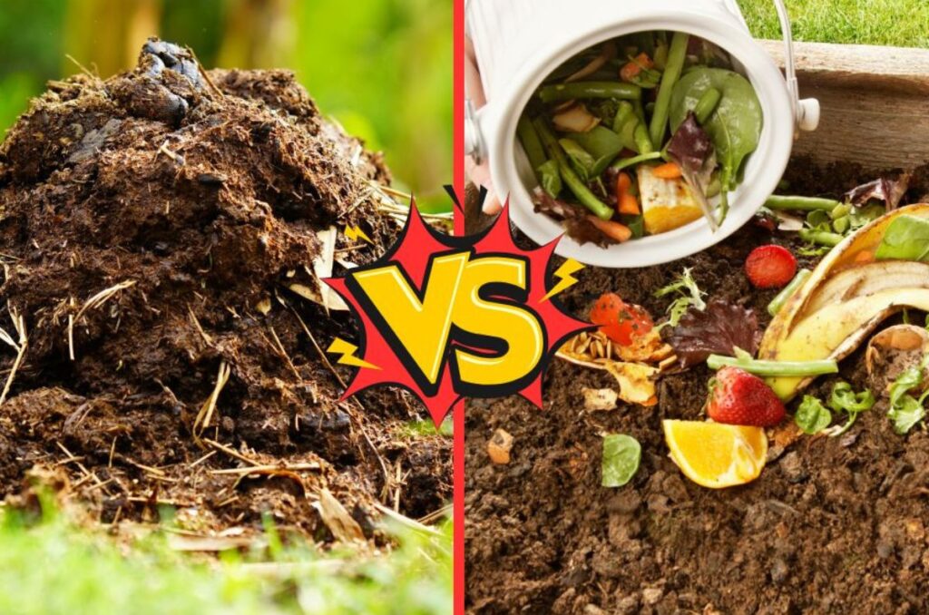 compost vs manure