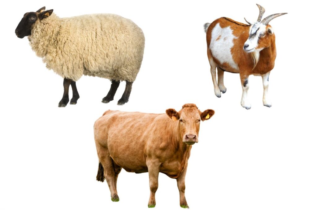 sheap, goat, and cow