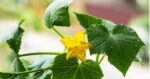 cucumber fertilizer