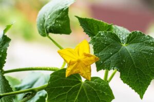cucumber fertilizer