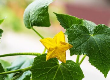 cucumber fertilizer