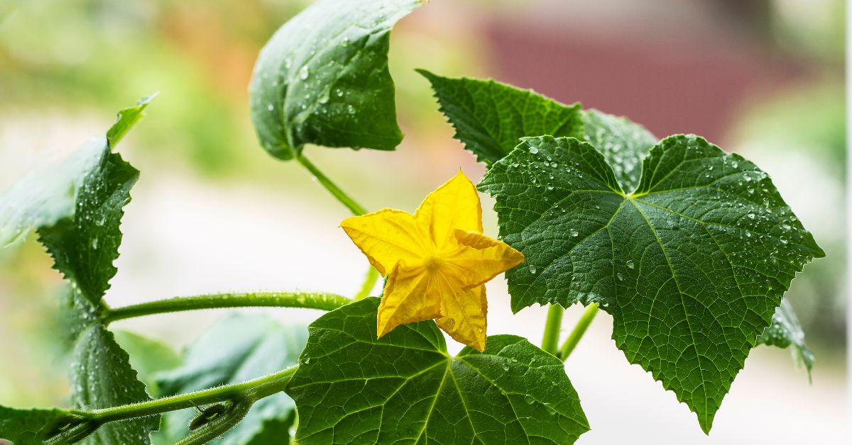 cucumber fertilizer