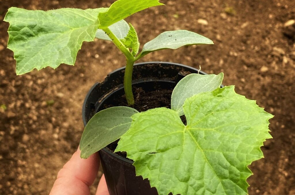 cucumber seedlings growing in small container