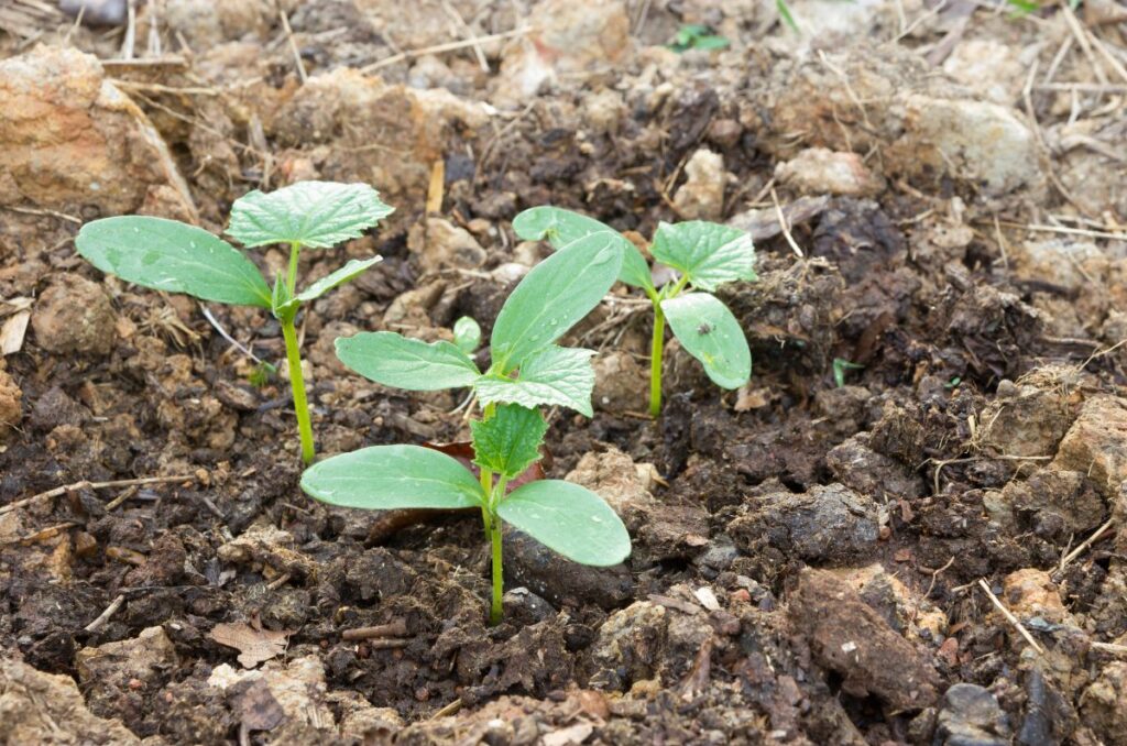 transplanted cucumber seedlings growing in fertile garden soil