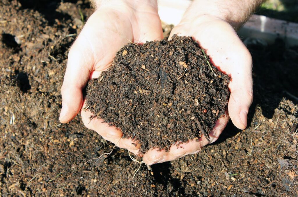 decomposed manure in the garden