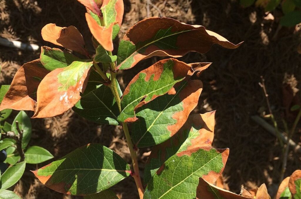 blueberry leaves with nitrogen fertilizer burn