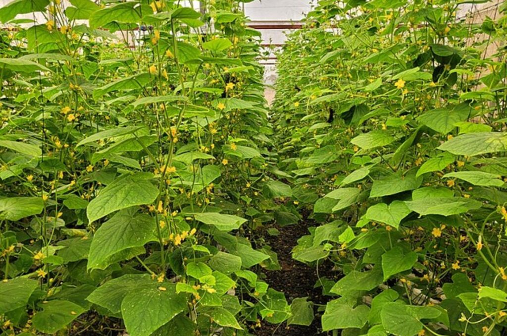 vining cucumber plants with flowers and small cucumber fruits in a greenhouse