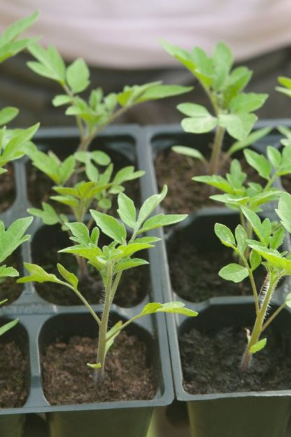 how to harden off seedlings to reduce transplant shock
