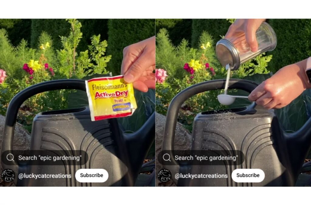 making yeast and sugar water fertilizer in a watering can
