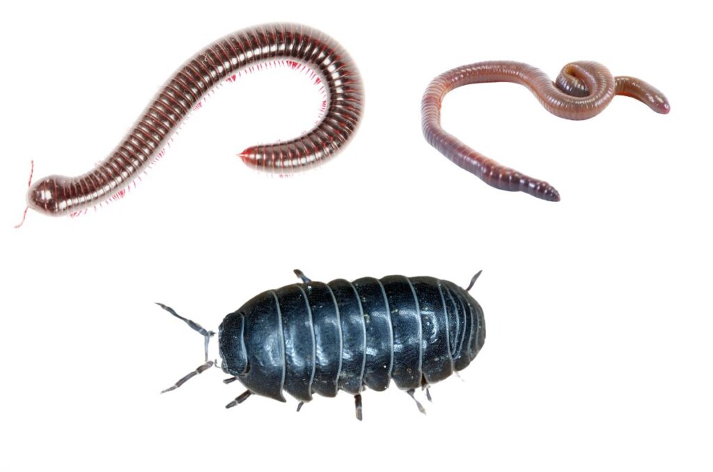 millipede, earthworm, and potato bug