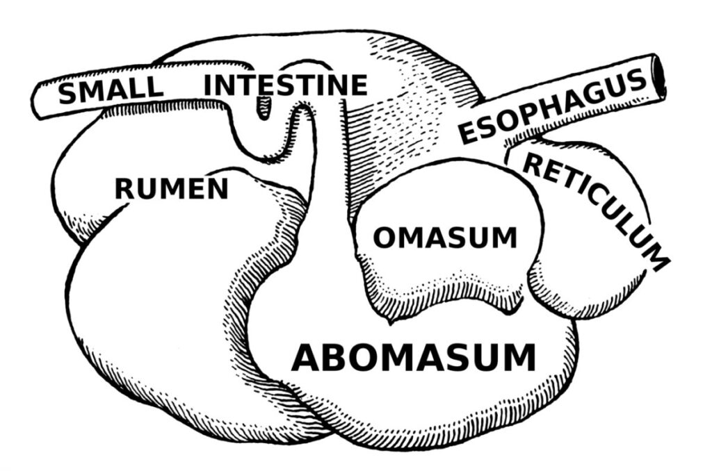 ruminant stomach showing all four compartments