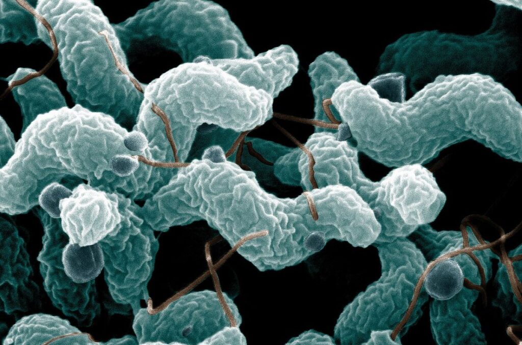 soil microorganisms