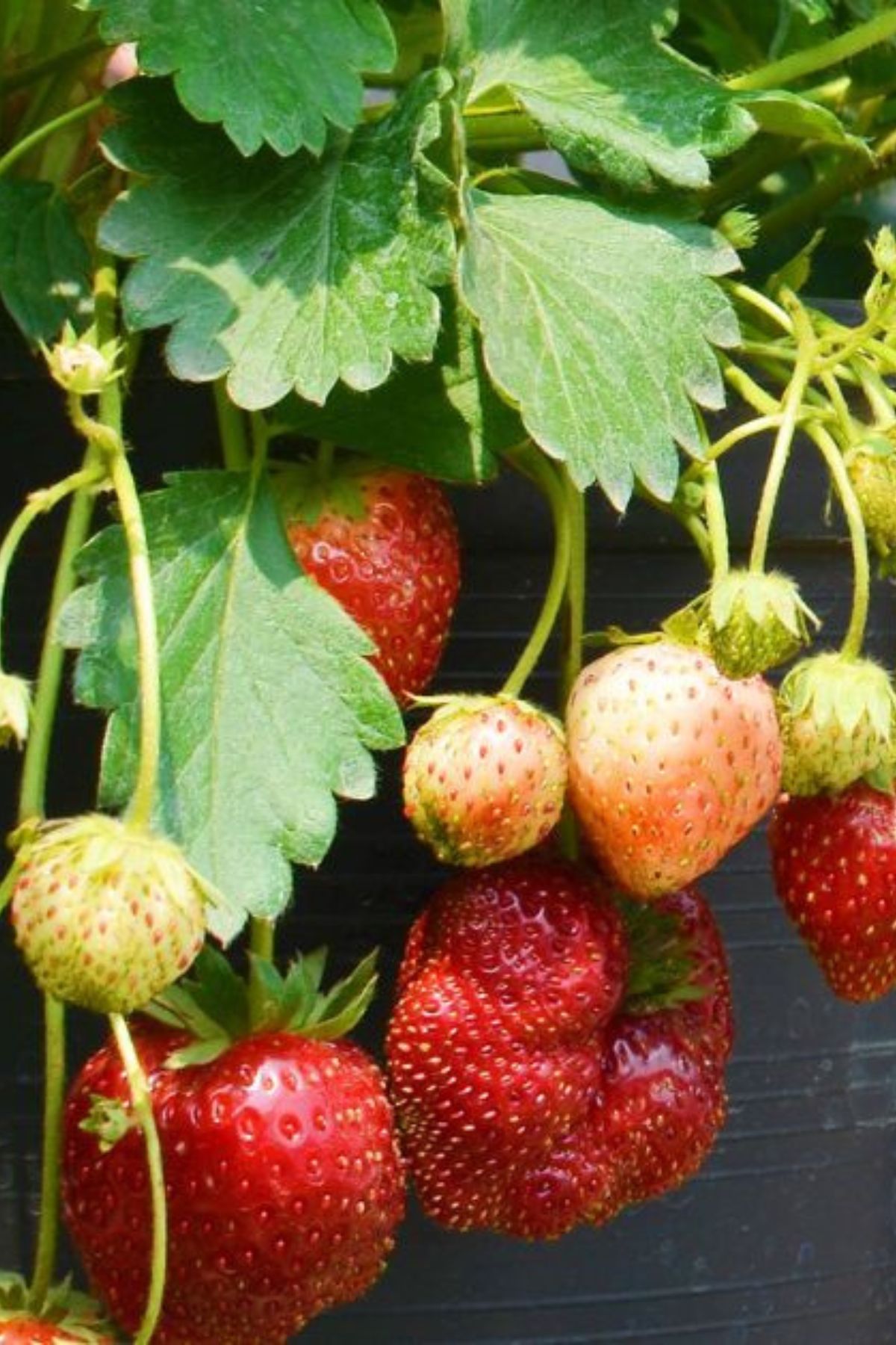 how to grow strawberries from bare-root plants